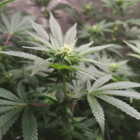Northern Lights #5 growlog timeline photo