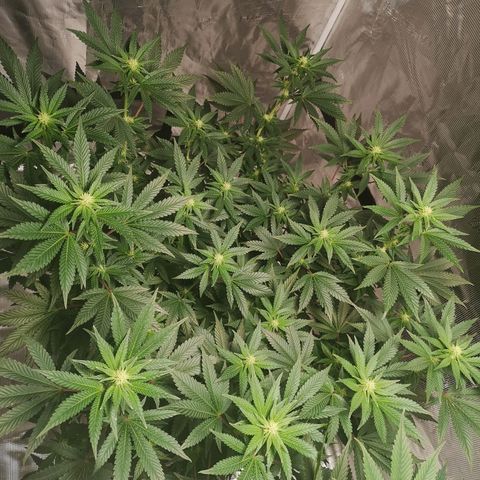 Northern Lights #5 growlog timeline photo