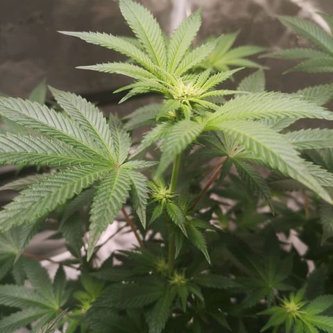 Grandaddy black growlog timeline photo