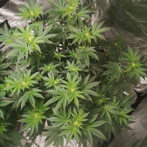 Grandaddy black growlog timeline photo