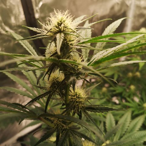 Banana hammock auto  growlog timeline photo