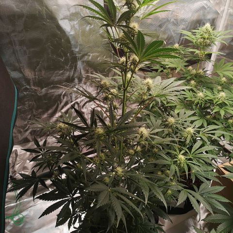 Banana hammock auto  growlog timeline photo