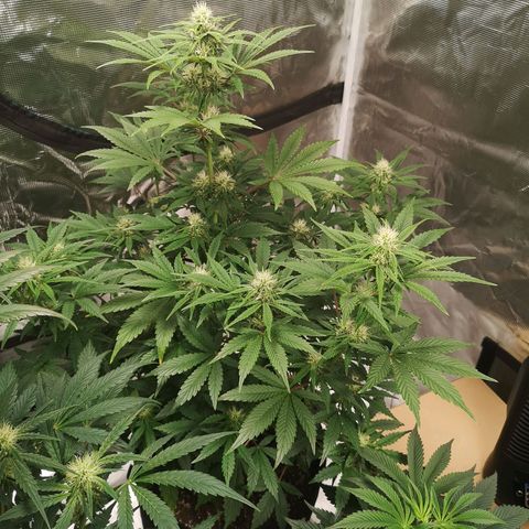 Europa Auto growlog timeline photo