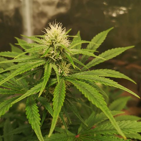 Europa Auto growlog timeline photo
