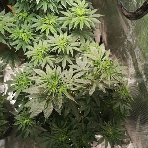 10th Planet growlog timeline photo