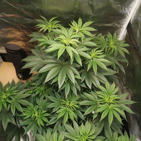 O. K. C growlog timeline photo