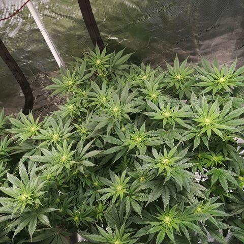 Cheese growlog timeline photo