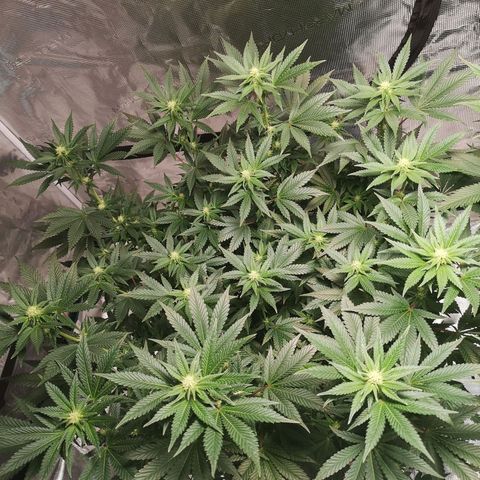 Northern Lights #5 growlog timeline photo