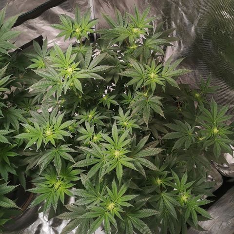 Grandaddy black growlog timeline photo