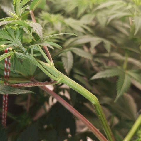 10th Planet growlog photo: Lst