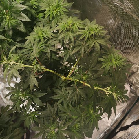 10th Planet growlog photo: Lst