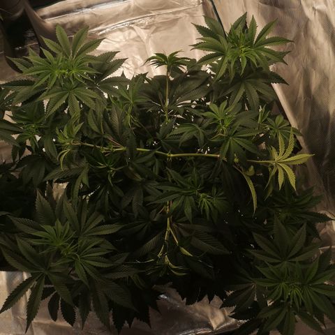 O. K. C growlog photo: Lst