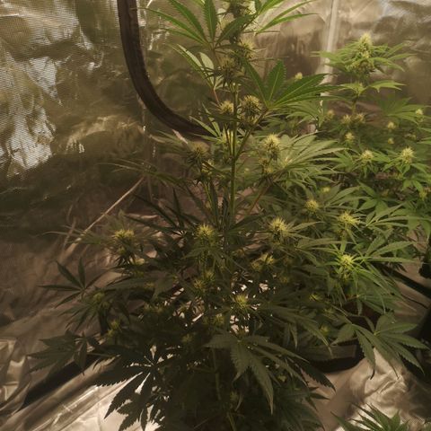 Banana hammock auto  growlog timeline photo