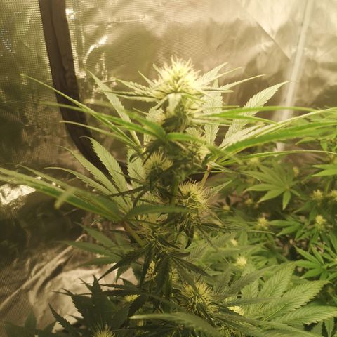 Banana hammock auto  growlog timeline photo