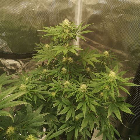 Europa Auto growlog timeline photo