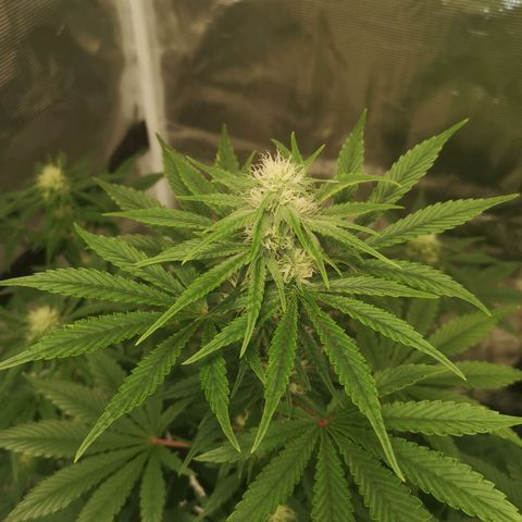 Europa Auto growlog timeline photo