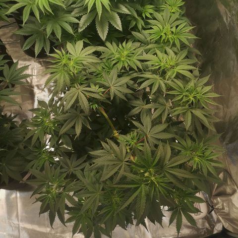 10th Planet growlog timeline photo