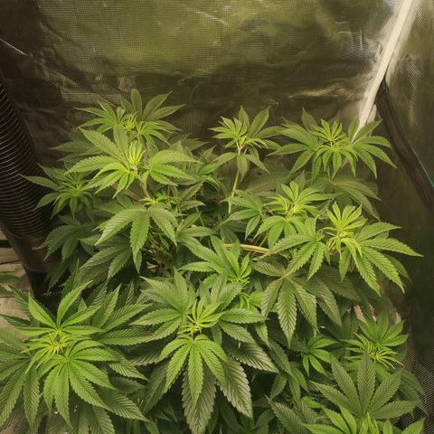 O. K. C growlog timeline photo