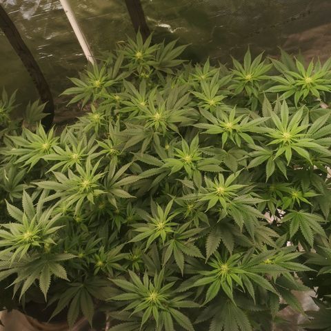 Cheese growlog timeline photo