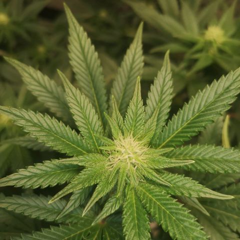 Northern Lights #5 growlog timeline photo