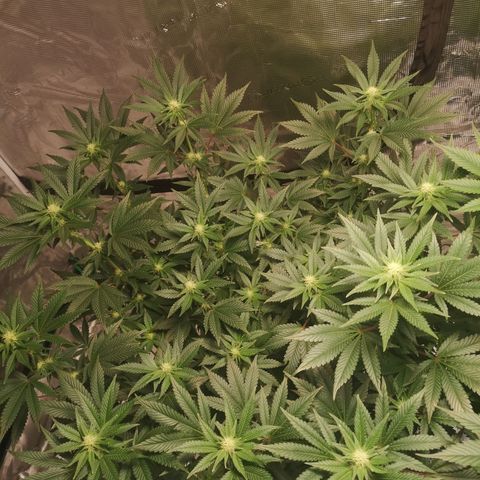 Northern Lights #5 growlog timeline photo