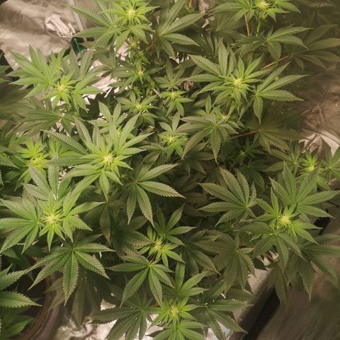 Grandaddy black growlog timeline photo