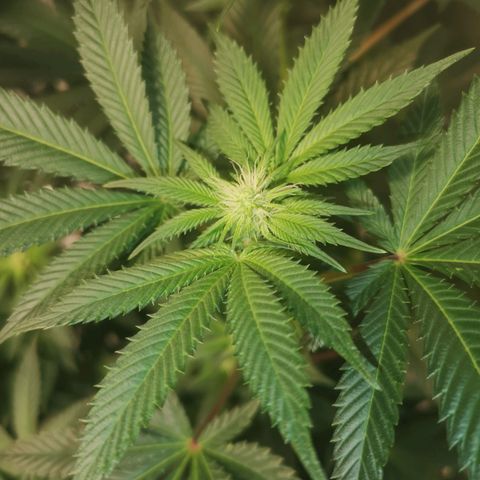 Grandaddy black growlog timeline photo