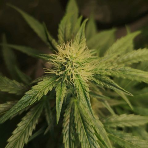 Banana hammock auto  growlog timeline photo