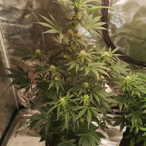 Banana hammock auto  growlog timeline photo