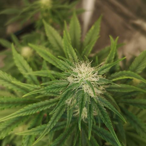 Europa Auto growlog timeline photo