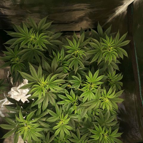O. K. C growlog timeline photo