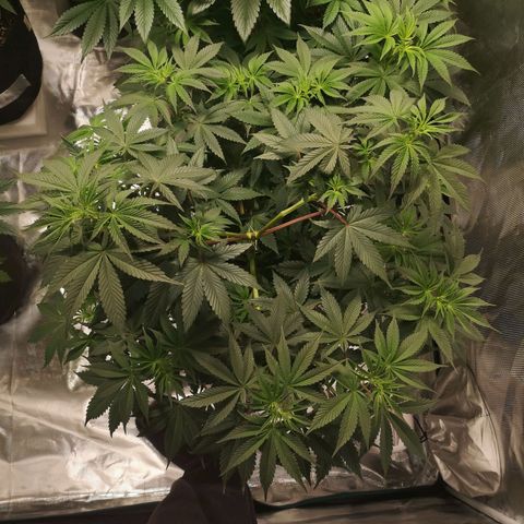 10th Planet growlog timeline photo