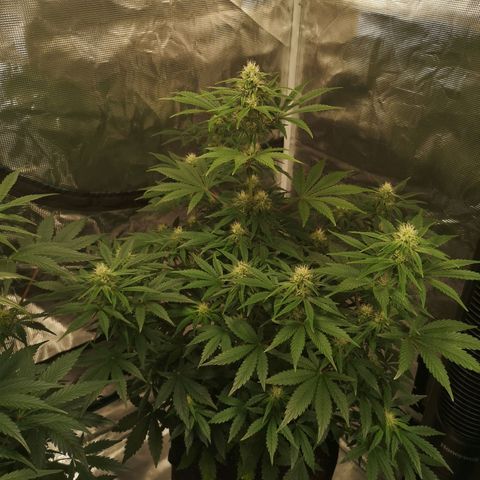Europa Auto growlog timeline photo