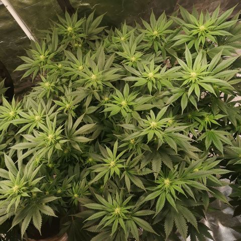 Cheese growlog timeline photo