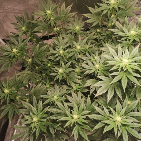 Northern Lights #5 growlog timeline photo