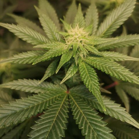 Northern Lights #5 growlog timeline photo