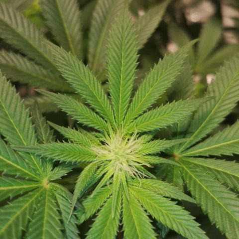 Grandaddy black growlog timeline photo