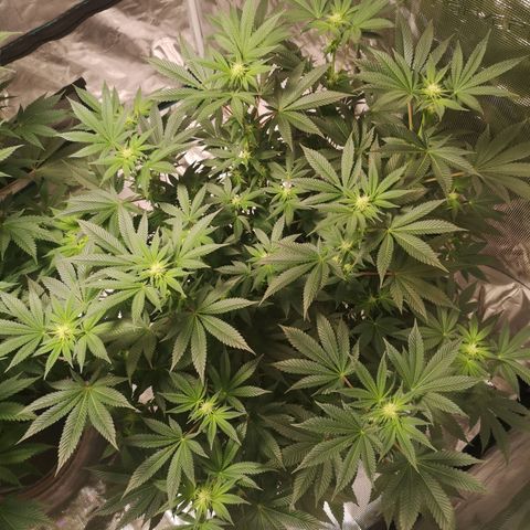 Grandaddy black growlog timeline photo