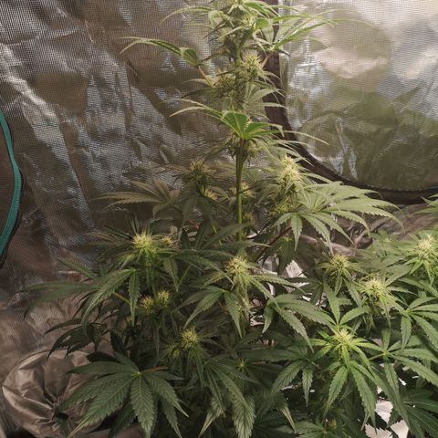 Banana hammock auto  growlog timeline photo