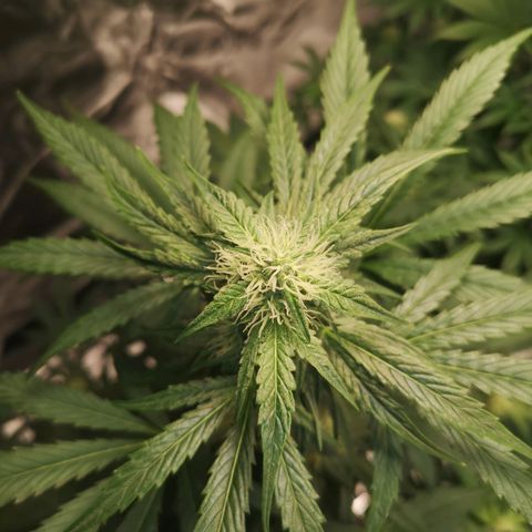 Banana hammock auto  growlog timeline photo