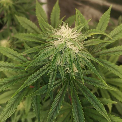 Europa Auto growlog timeline photo