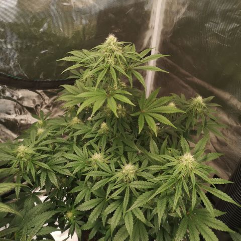 Europa Auto growlog timeline photo