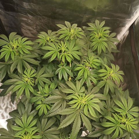 O. K. C growlog timeline photo