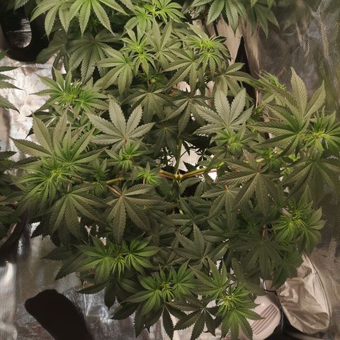 10th Planet growlog timeline photo