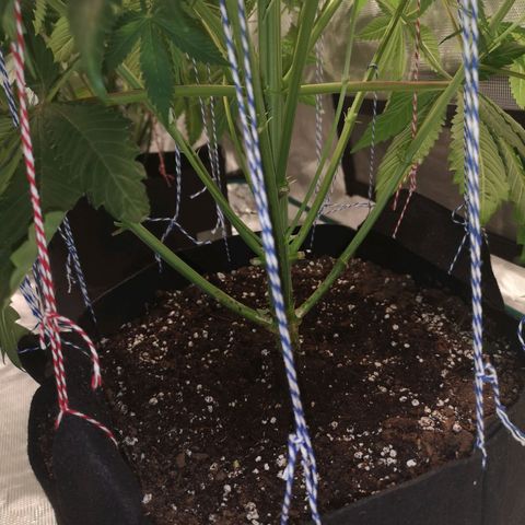 10th Planet growlog timeline photo