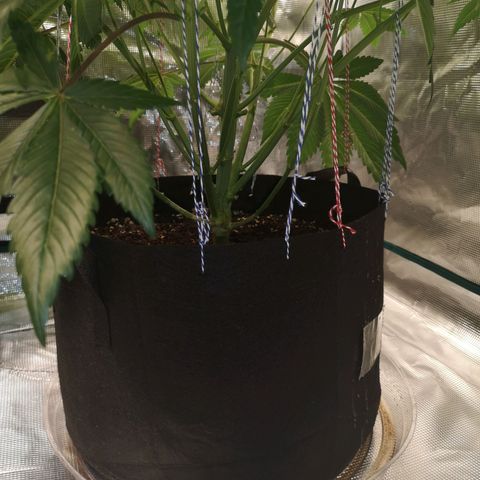 O. K. C growlog timeline photo