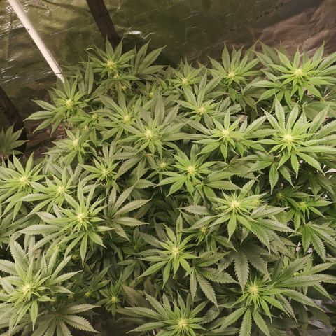 Cheese growlog timeline photo