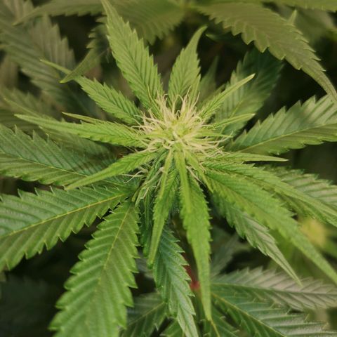 Cheese growlog timeline photo