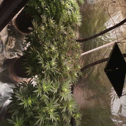 Cheese growlog timeline photo