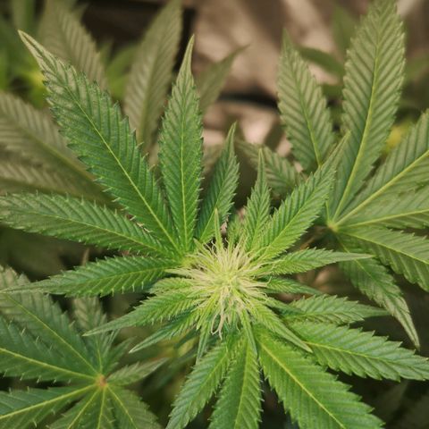 Grandaddy black growlog timeline photo